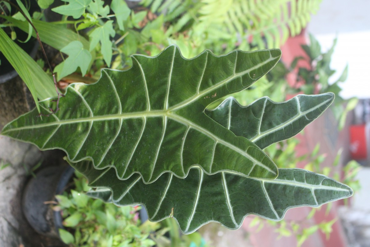 Alocasia sanderiana W.Bull